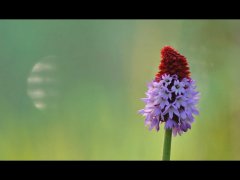 Mike Bailey-Pyramidal Orchid-Third.jpg